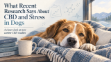 CBD for Stress in Dogs: What Recent Research Says