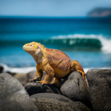 Retrace the Origin of Species: Galapagos Cruise + Quito Tour