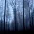 winter poetry … splendour in the grass