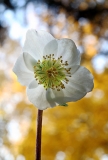 Helleborus Meets Autumn