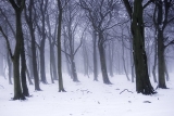 Winter woods in snow and mist
