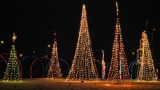 Trees of Light