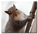 ~ Little Grey Squirrel ~