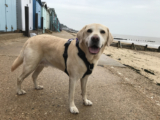 Losing Mr B – Shay Kelly