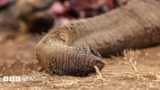Kenya: Four arrested over suspected poisoning of elephants