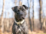 How One County Is Putting An End to Unreliable Breed-Specific Legislation — Dogster