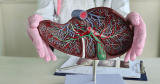 How a Gastroenterologist Helps with Liver Problems
