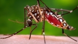 Florida confirms death from dengue fever as state battles outbreak