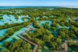 Tiffany & Co. Plants 1,837 Mangroves in Abu Dhabi