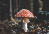 Amanita Muscaria 101 | A Guide to Legal Legal Psychedelics