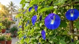Aparajita Plant Benefits & Vastu: Complete Care, Growing & Propagation Guide