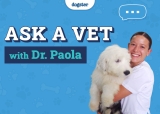 Ask Dr. Paola – Licking, Nail Clippers & Feeding Puppies (November 24, 2025) – Dogster