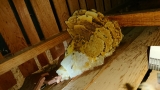 How Does Bee Removal Utilize Colony Thermoregulation Patterns to Identify Hidden Nest Locations Within Structural Voids?
