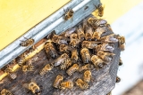 What Pheromone Residue Factors Must Be Addressed During Bee Removal to Reduce the Risk of Future Colony Reoccupation?