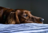Best CBD Oil for Dog Seizures of 2026 [#5 favorites]