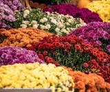 Fall Landscaping in Montgomery, AL: Flowers, Curb Appeal & More