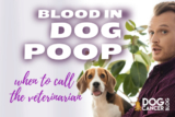 When to Call Your Vet About Blood in Dog Stool