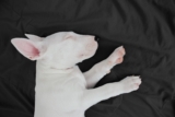 Best Dog Beds for Bull Terriers