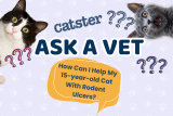 Ask Dr. Paola – HELP! How Can I Help My 15-year-old Cat With Rodent Ulcers? (September 7, 2026) — Catster