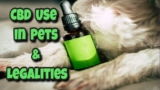 Paws and Policies: CBD Use in Pets and Its Legalities