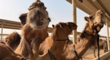 You can now visit the world’s largest camel dairy farm in Dubai