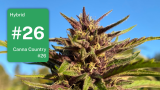 Canna Country #26: The Ocimene Queen