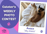 Silly Stretch (August 31, 2026) — Catster