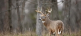 Chronic Wasting Disease – New Diagnostics – Modern Carnivore Podcast – (Ep: 048)