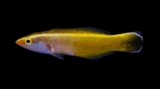 Cleaning Up the Cleaner Wrasses: Two New Species and a Massive Genus Shake-Up! | Reef Builders