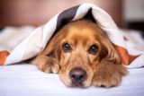 Best Dog Beds for Cocker Spaniels