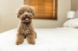 Why They Are the Best Pets — Dogster