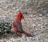 In case you were wondering about Red…