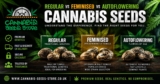 Regular vs Feminised vs Autoflowering Cannabis Seeds: What’s the Difference?