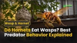 Do Hornets Eat Wasps? Best Predator Behavior Explained 2026