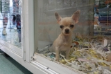 How Much Is That Doggy In The Window