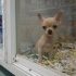 DOGE dies a quiet death, and Trump’s latest golden fail