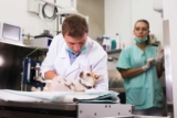 Who’s To Blame When AI Misdiagnosis Turns Deadly? — Dogster