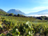 Spotlight on the wines and dishes of the Savoie : Yapp Brothers Wine Merchants