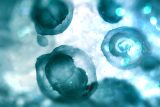4 out of 5 Americans have concerns with embryonic screening, study finds