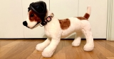 The Most Important Thing to Know about Ear Protection for Dogs