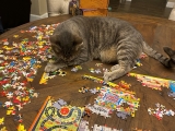 Redefining Physics With The Laws of Thermo-CAT-namics — Catster