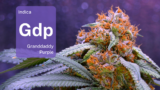 Meet the daddy of Granddaddy Purple