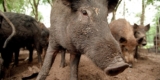 Feral hogs are running wild in 35 states and the Senate is debating whether to triple funding