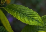 Best Kratom for Pain | 2026 Guide to the Top #5 Products