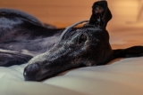 Best Dog Beds for Greyhounds