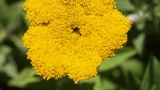 Finding Rare Cannabinoids in Non-Cannabis Plants
