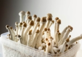 Discover the Hillbilly Mushroom | Potency & Psychedelics