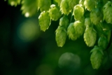 An Overview of New Hop Products for Beer Brewing – BeerSmith Home Brewing Blog
