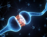 Study links endocrine-disrupting chemicals to hidradenitis suppurativa