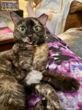 How One Tiny Tortie Turned a Dog Person Into the Ultimate Cat Lady — Catster